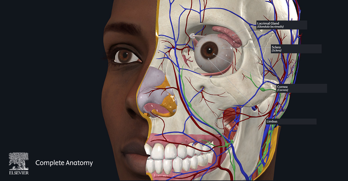 Illustration of a dark-skinned female model with the left side of the face showing the underlying anatomy. The lacrimal gland, sclera, cornea, and limbus are labeled