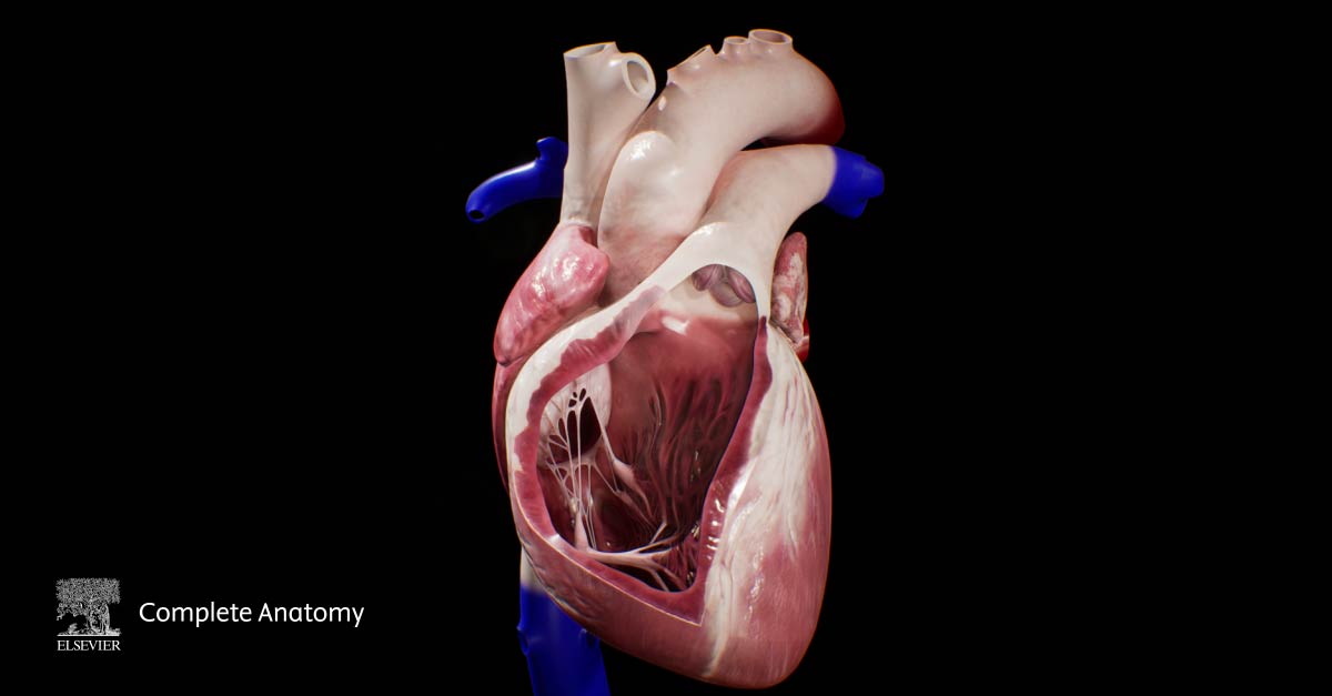 Image of the heart with the wall of the right ventricle hidden to reveal the tricuspid and pulmonary valves