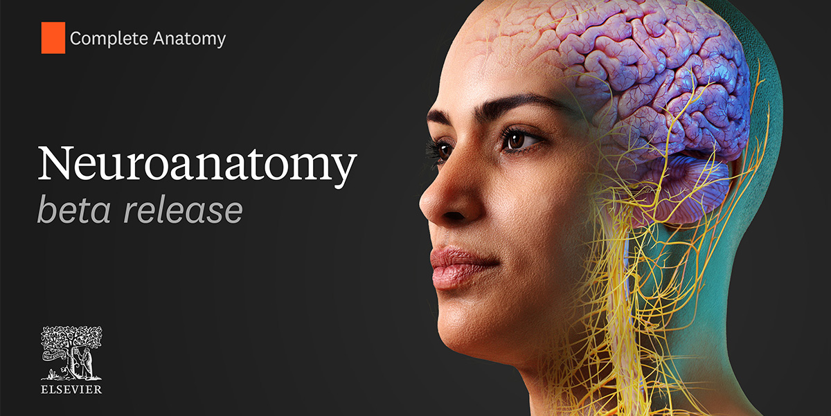 Profile view of woman's head showing detailed 3D brain model with neural pathways and vascular structures highlighted in yellow and purple, featuring Complete Anatomy neuroanatomy beta release title 
