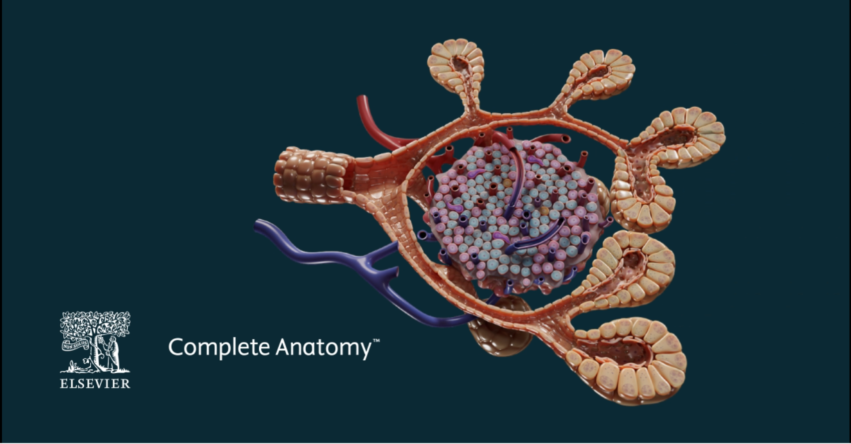 Image showing the new Complete Anatomy pancreas detailed model