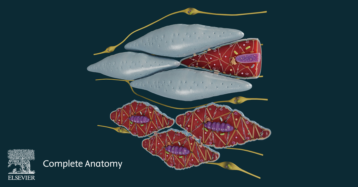 Image showing the new Complete Anatomy smooth muscle detailed model